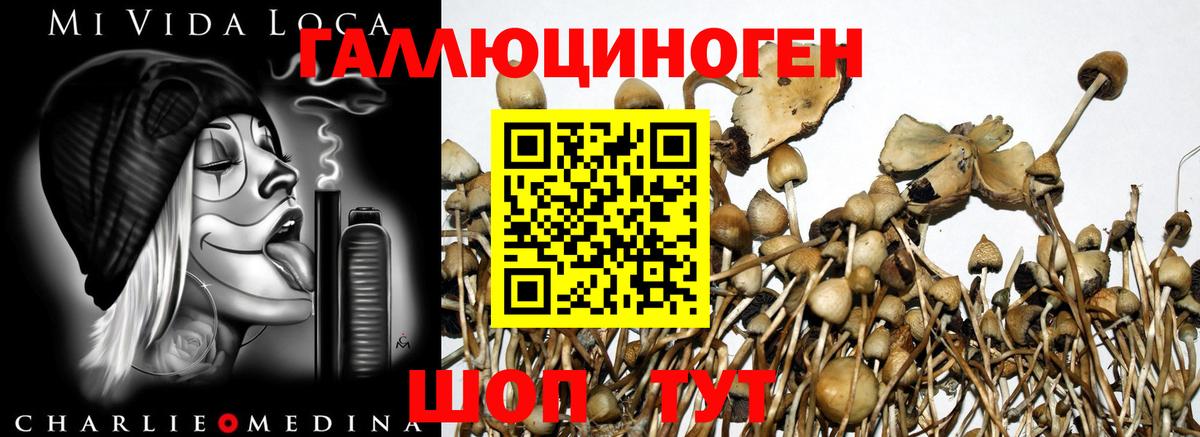 Солнечногорск  Галлюциногенные грибы мухоморы  цены   Псилоцибиновые грибы Magic Shrooms  Вход с VPN 
